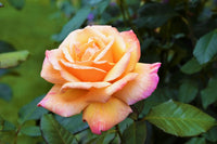 Rosa Gelb Rose Blumensamen zur Aussaat – leuchtend – Traditionssorte & ohne Gentechnik Samen Hausgarten