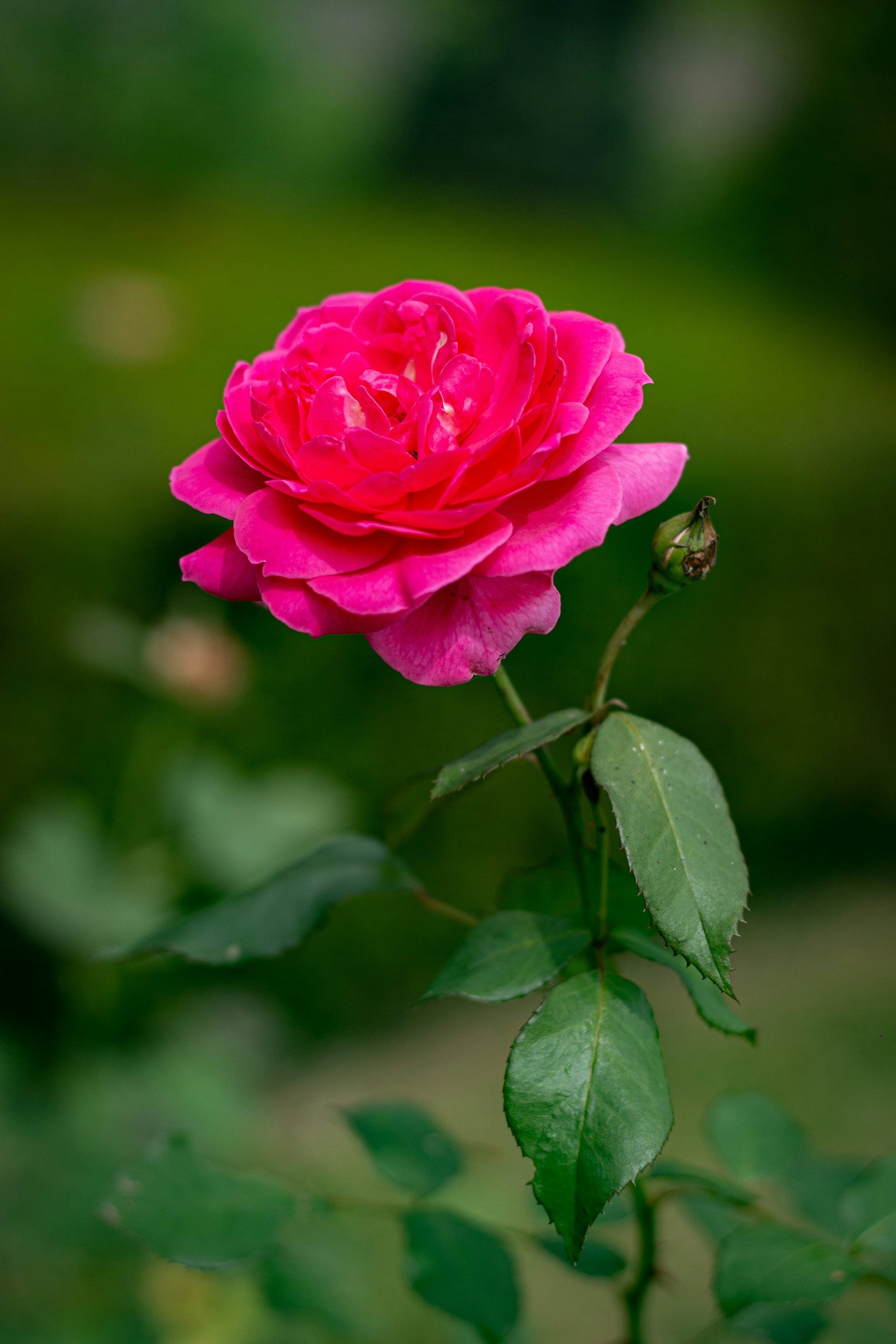Rosa Rose Blumensamen zur Aussaat lang Blüte Saison Traditionssorte & ohne Gentechnik Samen Hausgarten