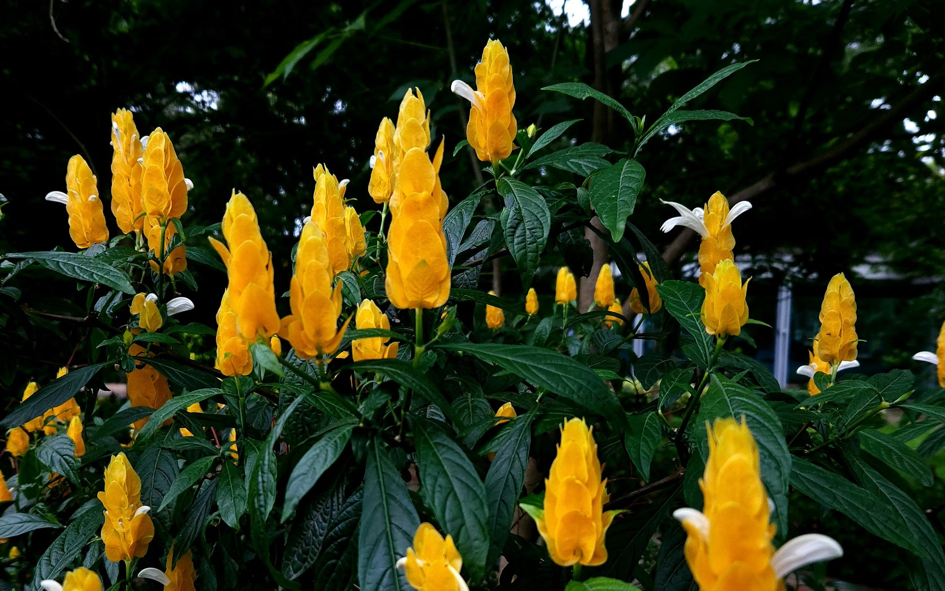 Orange Grün Pachystachys Lutea Blumensamen zur Aussaat – hochwertige Qualitäts- – Traditionssorte & ohne Gentechnik Samen Hausgarten