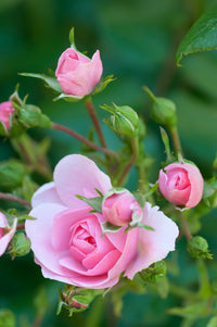 Rosa Cascading Blumensamen zur Aussaat – saisonal Dauerblüher – Traditionssorte & ohne Gentechnik Samen Hausgarten