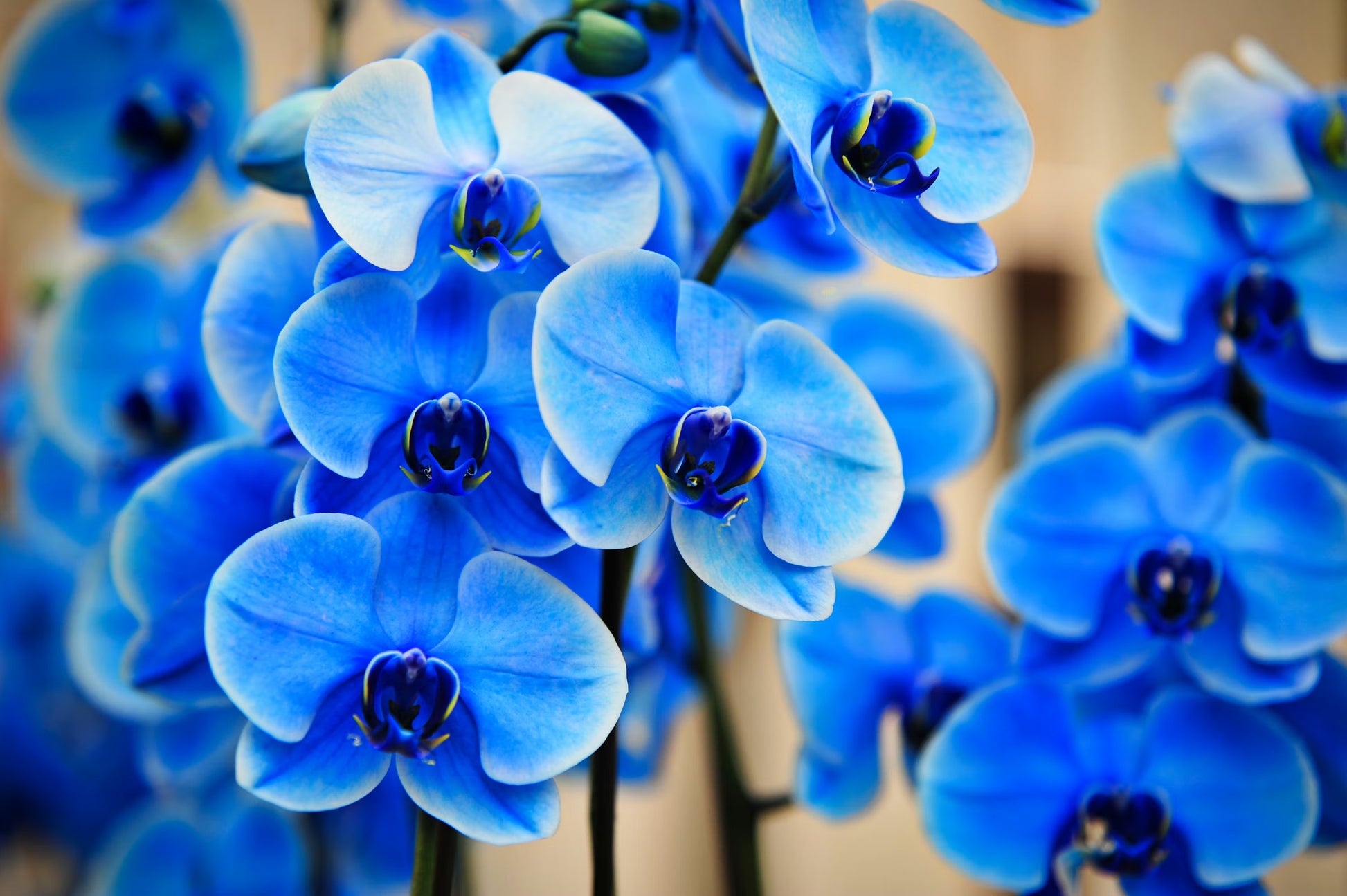 Blau Schmetterlingsorchidee Blumensamen zur Aussaat