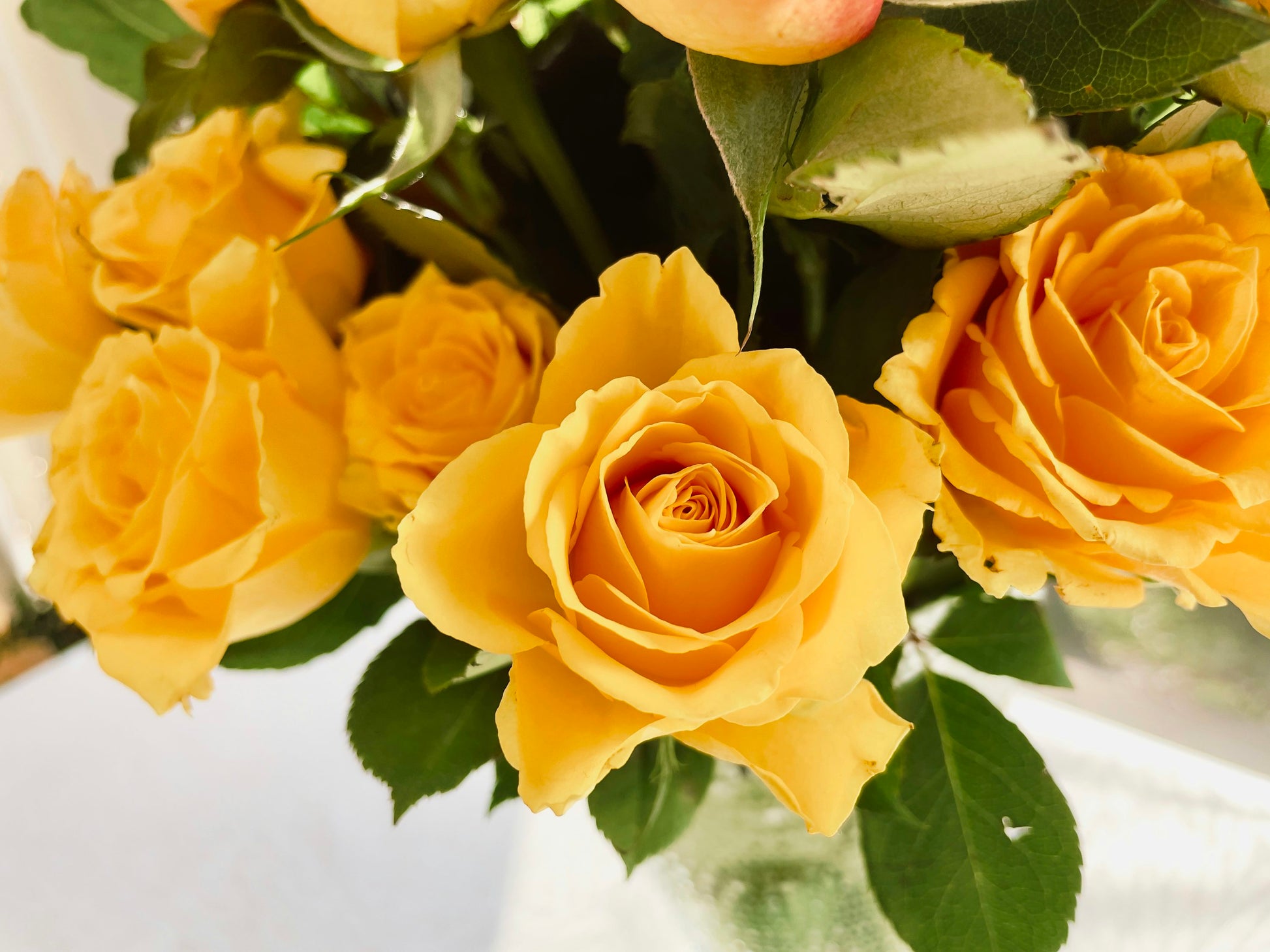 Mustard Gelb Rose Blumensamen zur Aussaat – leuchtend – Traditionssorte & ohne Gentechnik Samen Hausgarten