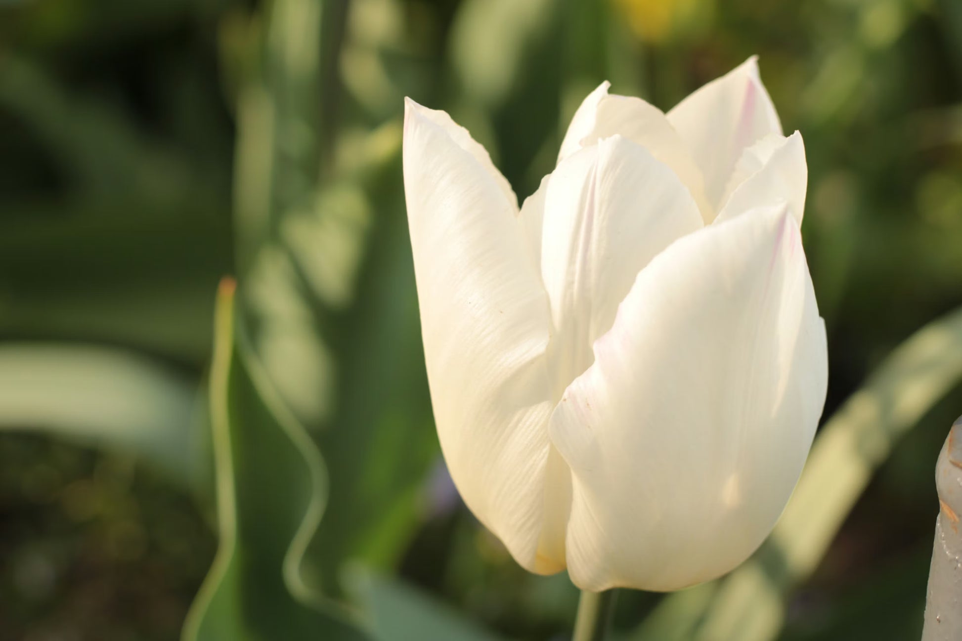 Tulpe Petals Blumensamen zur Aussaat kompakt Wuchs Traditionssorte & ohne Gentechnik Samen Hausgarten