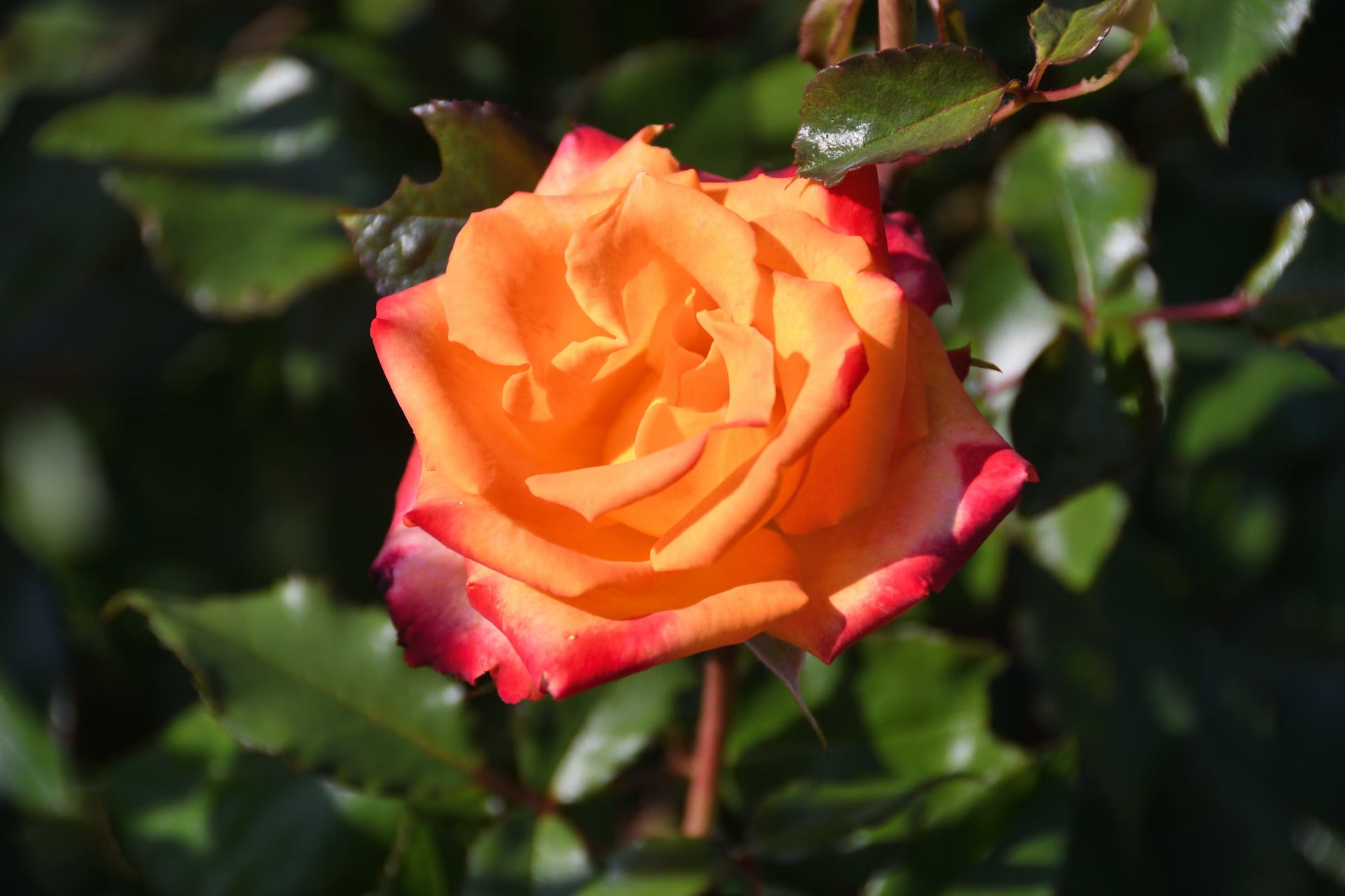 Rosa Gelb Rose Blumensamen zur Aussaat – leuchtend – Traditionssorte & ohne Gentechnik Samen Hausgarten