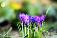 Lila Blume Pot Blumensamen zur Aussaat – hochwertige Qualitäts- – Traditionssorte & ohne Gentechnik Samen Hausgarten