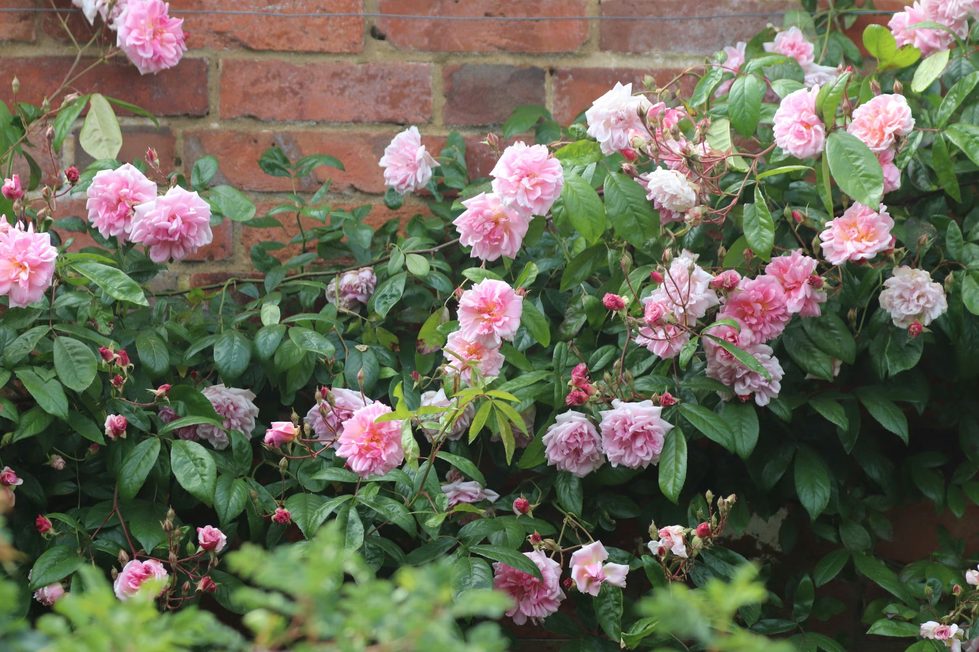 Rosa Cascading Blumensamen zur Aussaat – saisonal Dauerblüher – Traditionssorte & ohne Gentechnik Samen Hausgarten