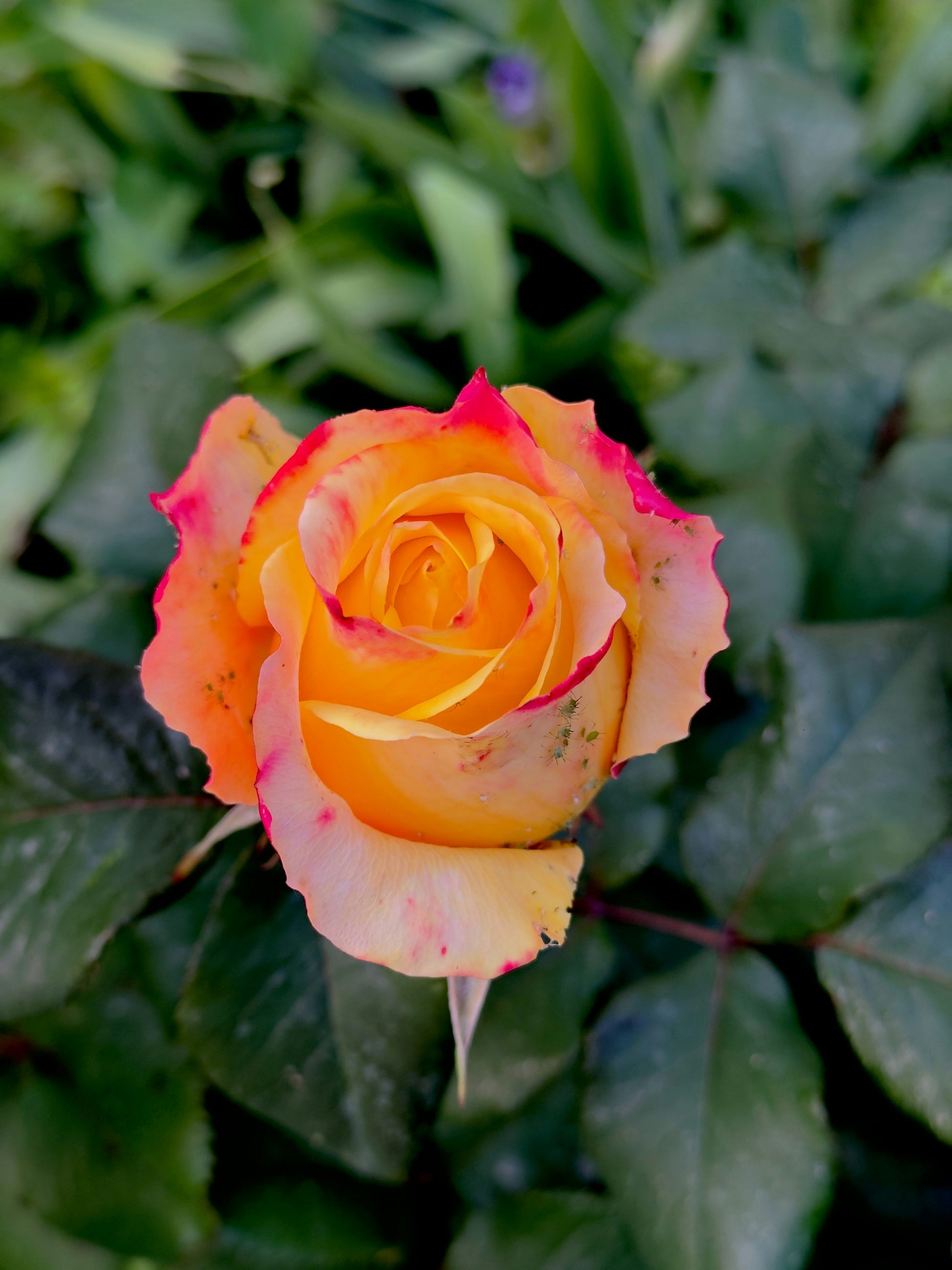 Rosa Gelb Rose Blumensamen zur Aussaat – leuchtend – Traditionssorte & ohne Gentechnik Samen Hausgarten