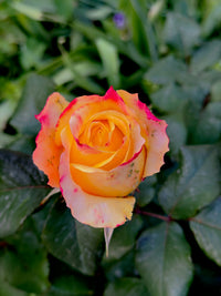 Rosa Gelb Rose Blumensamen zur Aussaat – leuchtend – Traditionssorte & ohne Gentechnik Samen Hausgarten