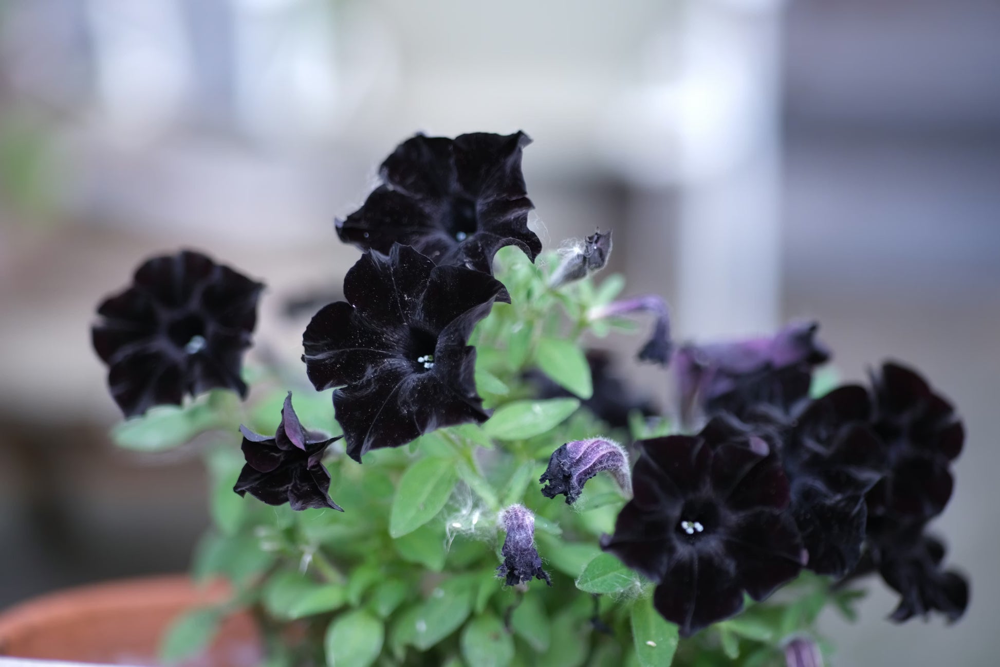 Velvet Petunie Blumensamen – wichtig Aussaat Leitfaden