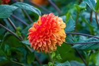 Orange Dahlias Blumensamen zur Aussaat – Landhaus Garten wichtig – Traditionssorte & ohne Gentechnik Samen Hausgarten