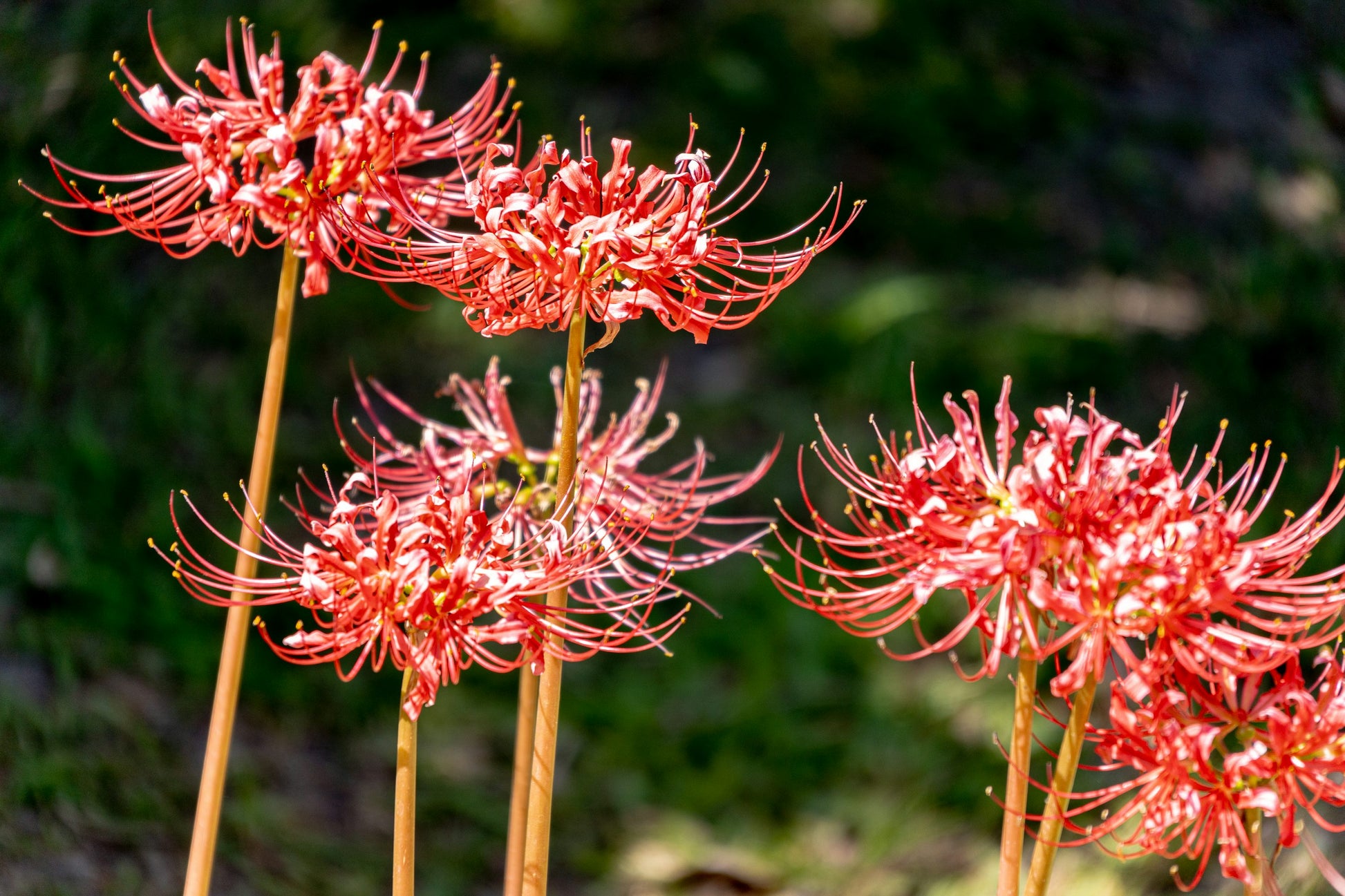 Lycoris Blumensamen zur Aussaat – kompakt Wuchs – Traditionssorte & ohne Gentechnik Samen Hausgarten