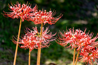 Lycoris Blumensamen zur Aussaat – kompakt Wuchs – Traditionssorte & ohne Gentechnik Samen Hausgarten