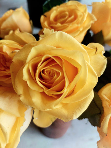 Mustard Gelb Rose Blumensamen zur Aussaat – leuchtend – Traditionssorte & ohne Gentechnik Samen Hausgarten