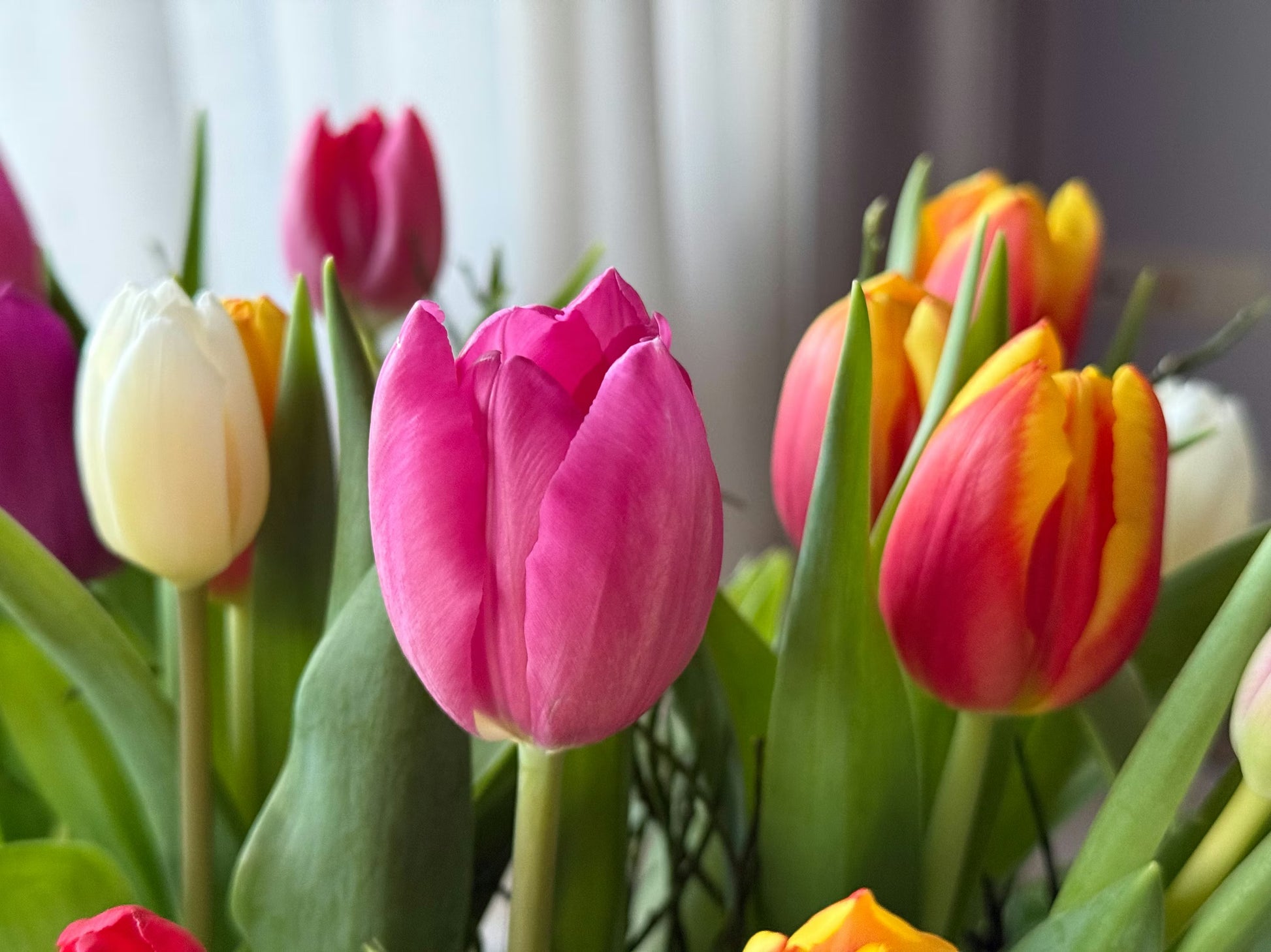 Gelb & Rosa F Tulpe lower Samen zur Aussaat – ideal Rabatten – Traditionssorte & ohne Gentechnik Samen Hausgarten