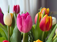 Gelb & Rosa F Tulpe lower Samen zur Aussaat – ideal Rabatten – Traditionssorte & ohne Gentechnik Samen Hausgarten
