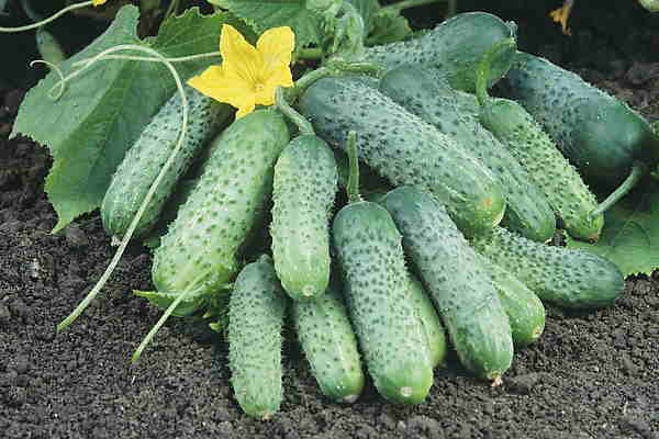 Octopus Cucumber Gemüse Samen zum Pflanzen