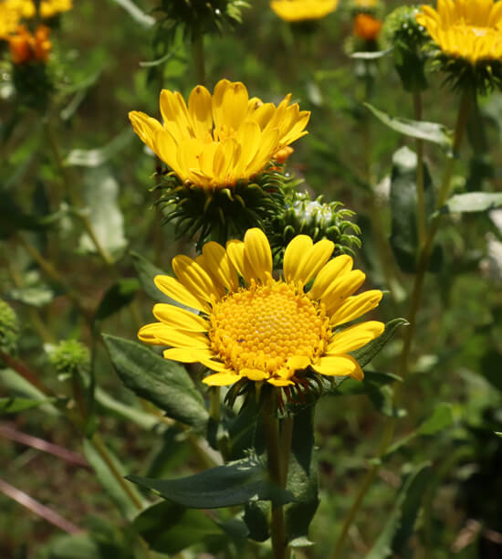 Grindelia Blumensamen zur Aussaat – saisonal Dauerblüher – Traditionssorte & ohne Gentechnik Samen Hausgarten