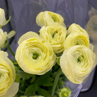 Gelb Ranunculus Blumensamen zur Aussaat Halbschatten verträglich Traditionssorte & ohne Gentechnik Samen Hausgarten