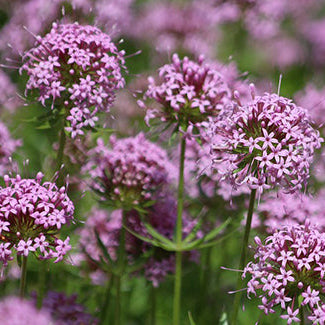 Crucianella Blumensamen zur Aussaat – hochwertige Qualitäts- – Traditionssorte & ohne Gentechnik Samen Hausgarten