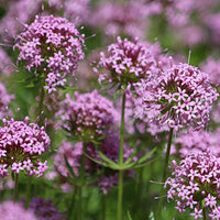 Crucianella Blumensamen zur Aussaat – hochwertige Qualitäts- – Traditionssorte & ohne Gentechnik Samen Hausgarten