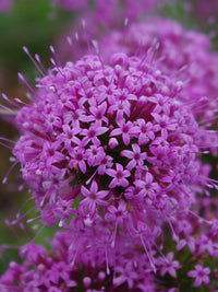 Rosa Crossworts Blumensamen zur Aussaat – duftend Blüten – Traditionssorte & ohne Gentechnik Samen Hausgarten
