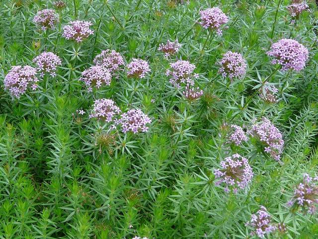 Crucianella Blumensamen zur Aussaat – hochwertige Qualitäts- – Traditionssorte & ohne Gentechnik Samen Hausgarten