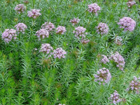 Crucianella Blumensamen zur Aussaat – hochwertige Qualitäts- – Traditionssorte & ohne Gentechnik Samen Hausgarten