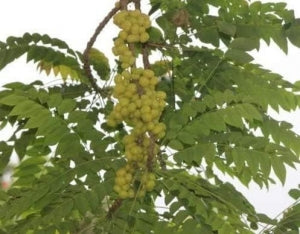kaufen green aegle marmelos pflanze samen pflanzung Stück, 100 Stück