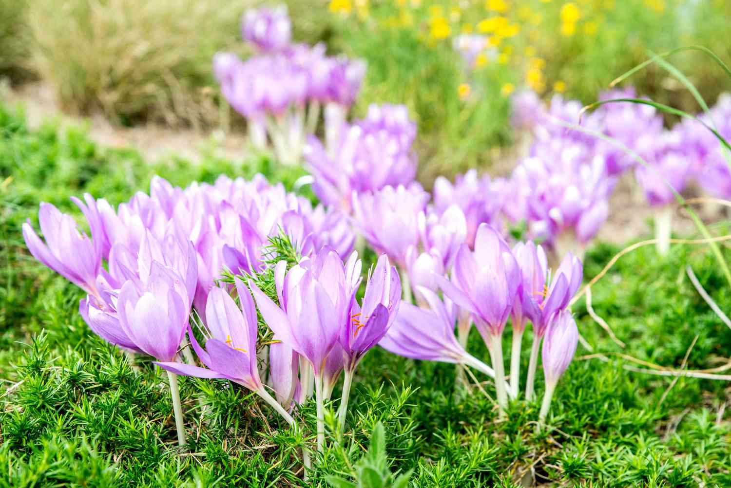 Lavendel Sparkler Blumensamen zur Aussaat – pflegeleicht – Traditionssorte & ohne Gentechnik Samen Hausgarten