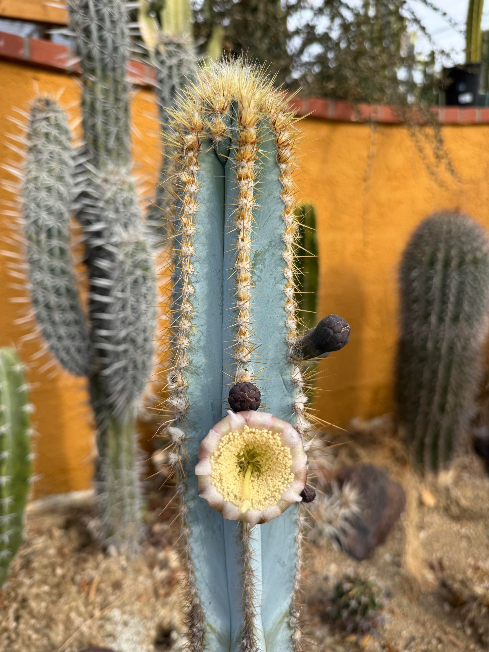 Traditionssorte Pilosocereus Blumensamen zur Aussaat robust Sorte Traditionssorte & ohne Gentechnik Samen Hausgarten