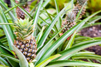 Ananas frucht Samen für einfaches Anpflanzen