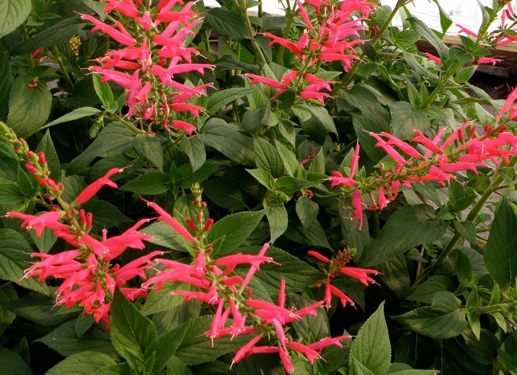 Pineapple Sage Blumensamen zur Aussaat lang Blüte Saison Traditionssorte & ohne Gentechnik Samen Hausgarten