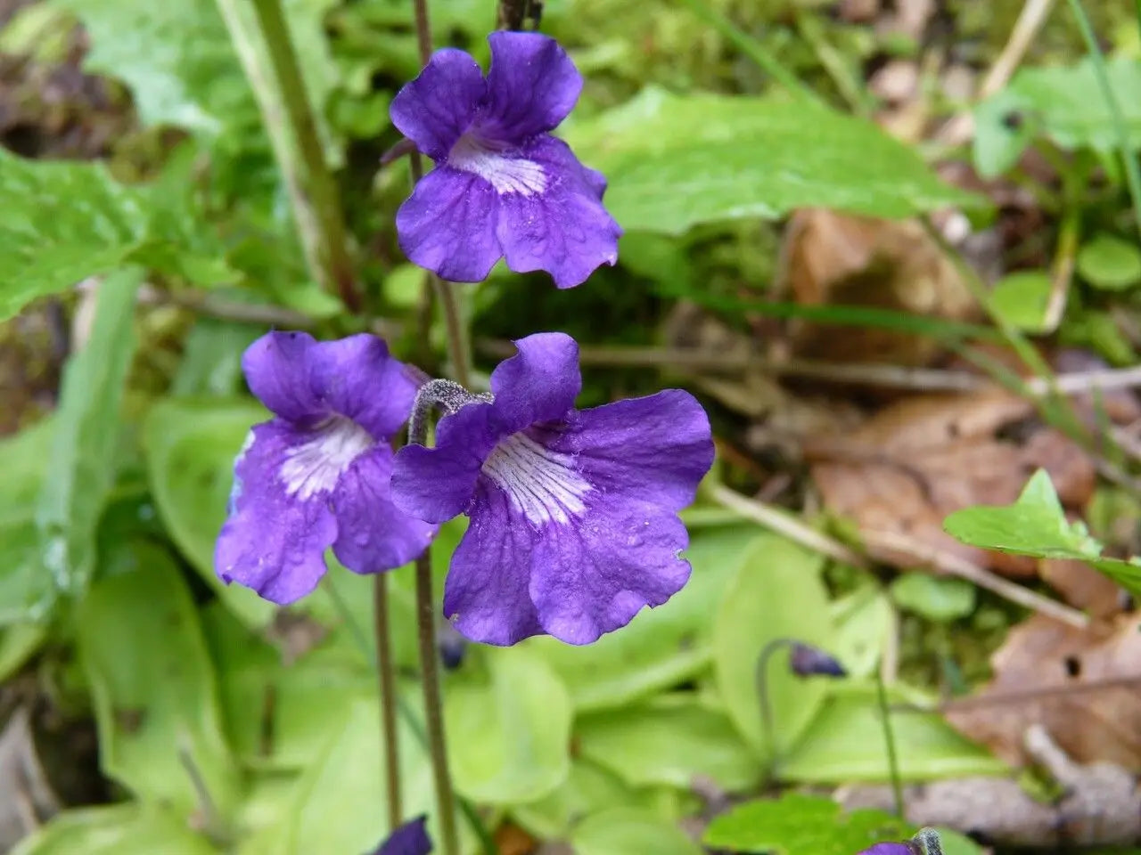 Pinguicula gradiflora samen for anpflanzung
