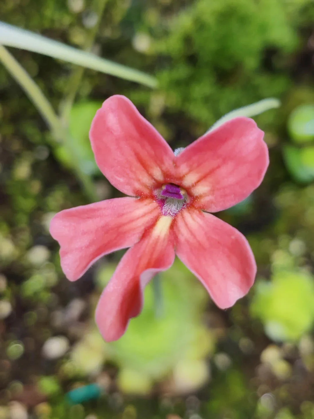Step-by-step guide for wachsend pinguicula laueana seedlings