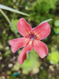 Step-by-step guide for wachsend pinguicula laueana seedlings