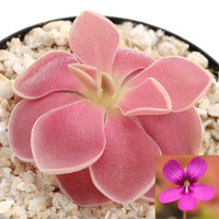 Mexican Butterwort Blumensamen zur Aussaat verschönert Garten