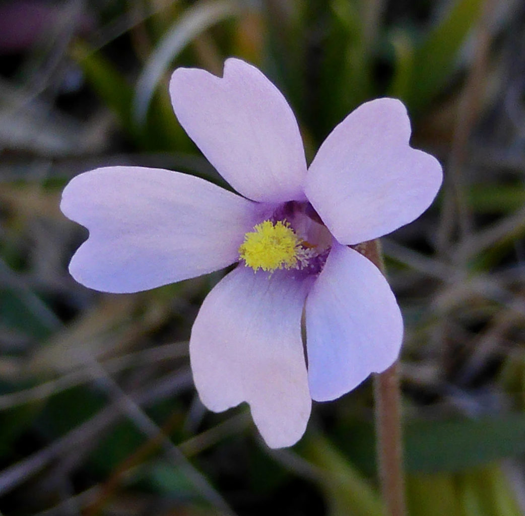 Butterwort Samen zur Aussaat: zur eigenen Anzucht von Blume Pflanzen