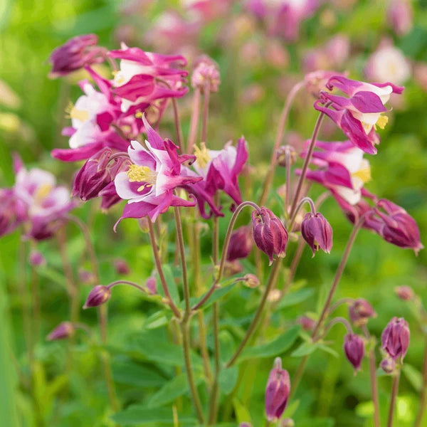 Graines de fleurs d’ancolie à semer, faciles à entretenir, variété traditionnelle et sans OGM, graines pour jardin familial