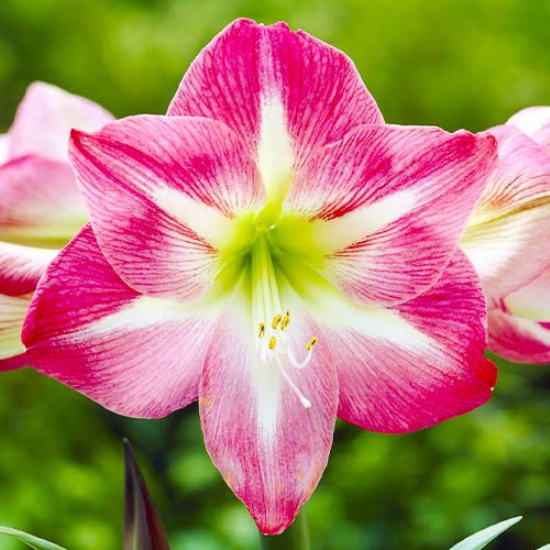 Rosa amaryllis pflanze in topf with elegant blooms