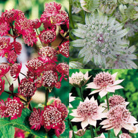 Rosa and weiß astrantia blooms close-up
