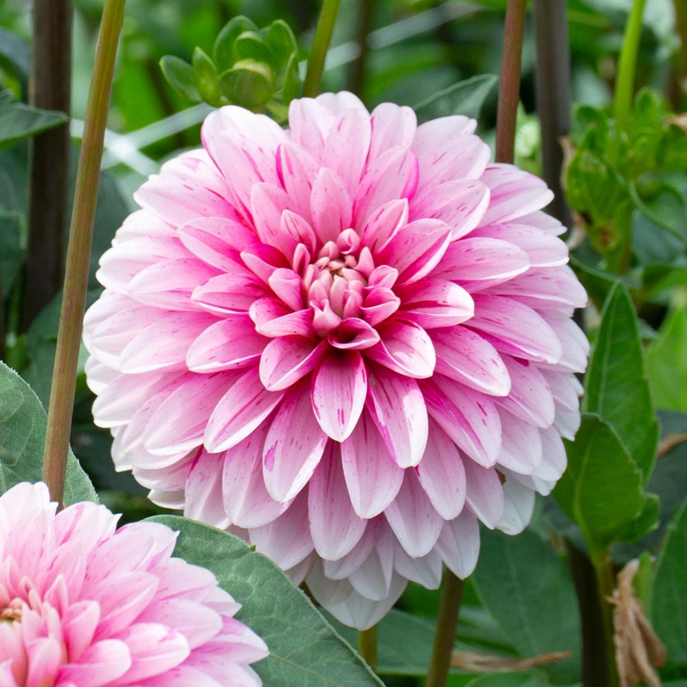Rosa and weiß dahlia blume samen for anpflanzung
