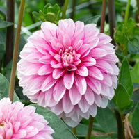 Rosa and weiß dahlia blume samen for anpflanzung