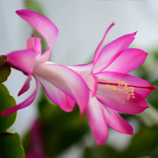 Semi di cactus di Natale viola, facile semina