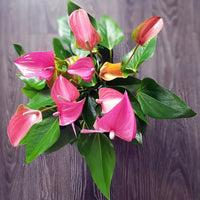 Rosa anthurium blume samen for anpflanzung