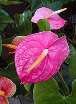 Rosa anthurium blume samen for anpflanzung