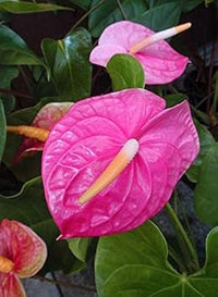 Rosa anthurium blume samen for anpflanzung