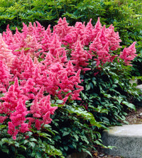 Rosa astilbe samen for anpflanzung – elegant shade-loving blumen