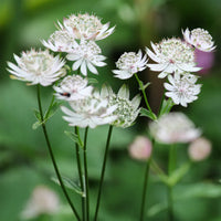 Rosa astrantia masterwort blume close-up