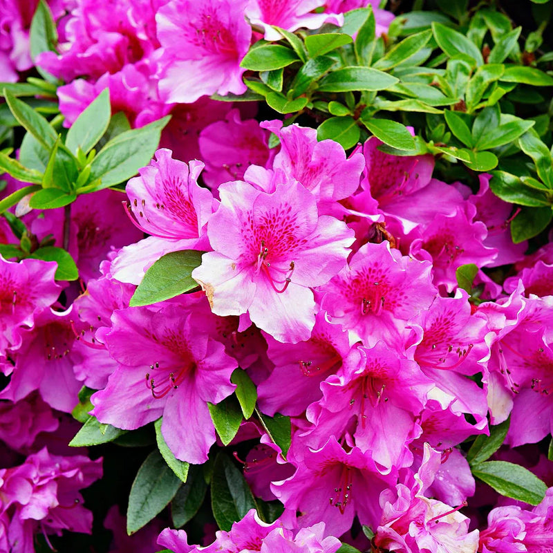 Rosa azalea blume samen for elegant garten anpflanzung