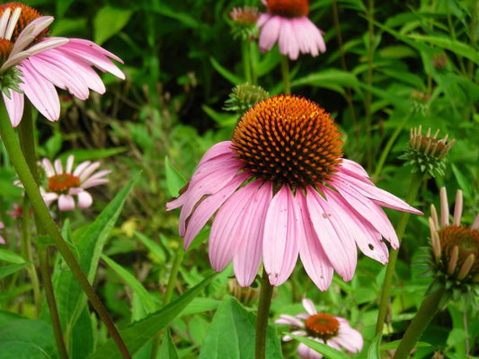 Packet of Pink Baby Coneflower Blume Samen for Aussaat